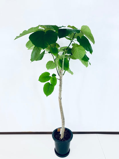 現品商品＠5 ウンベラータ 8号（高さ：145cm、幅：71cm）