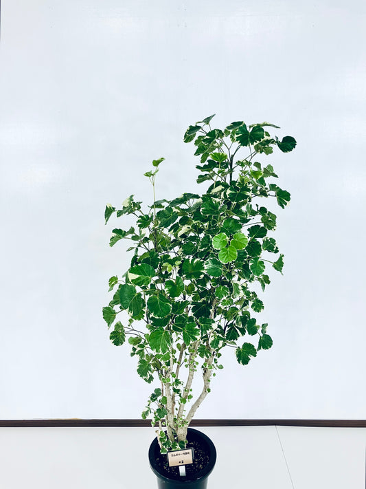 現品商品@2 ポリシャス・マルギナータ 8号（高さ：137cm、幅：80cm）