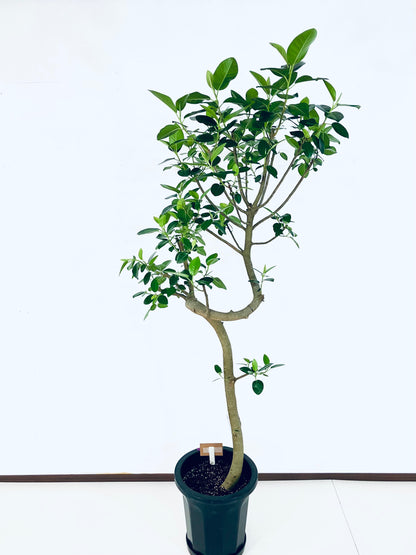 現品商品＠1 フランスゴム 10号（高さ：177cm、幅：70cm）