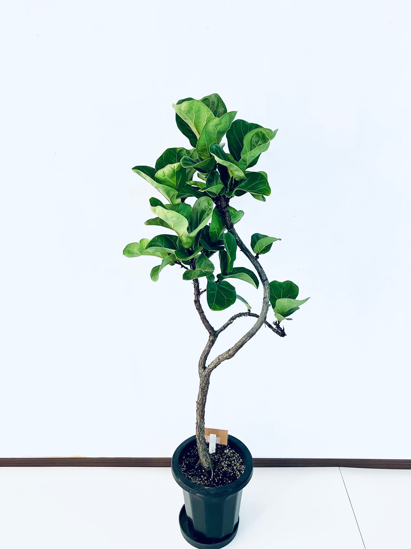 現品商品＠4 バンビーノ 8号（高さ：128cm、幅：47cm）