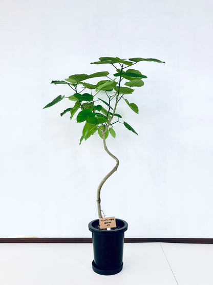 現品商品＠9 ウンベラータ 8号 曲がりМ（高さ：131cm、幅：80cm）