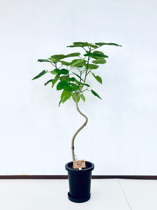 現品商品＠9 ウンベラータ 8号 曲がりМ（高さ：131cm、幅：80cm）