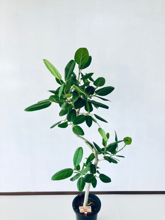 現品商品＠5 ベンガレンシス 8号（高さ：153cm、幅：70cm）