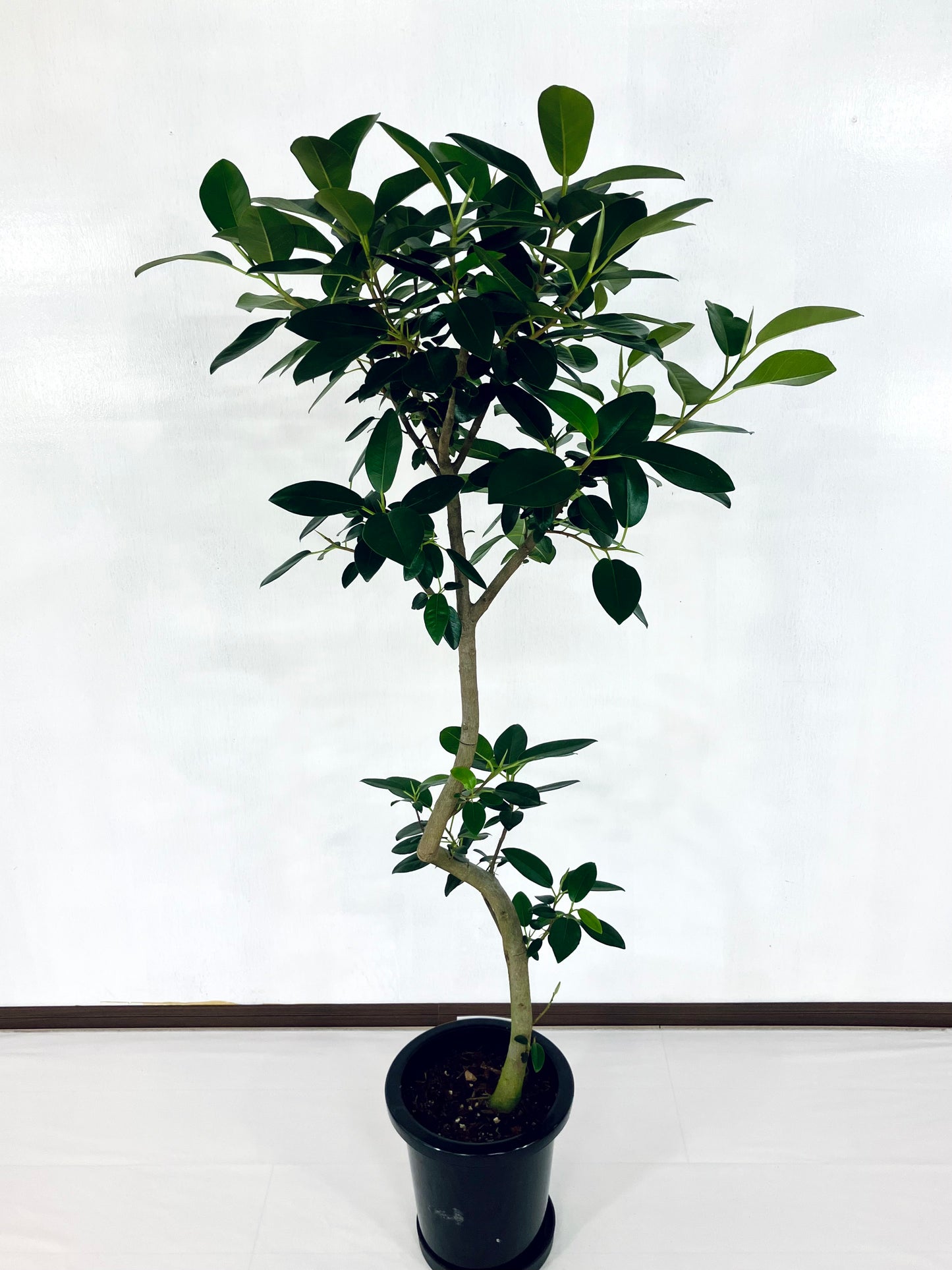 現品商品@2 フランスゴム 8号　曲げブランチ（高さ：143cm、幅：70cm）