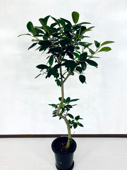 現品商品@2 フランスゴム 8号　曲げブランチ（高さ：143cm、幅：70cm）