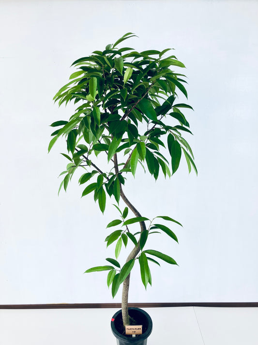 現品商品＠3 アムステルダム 8号（高さ：168cm、幅：90cm）