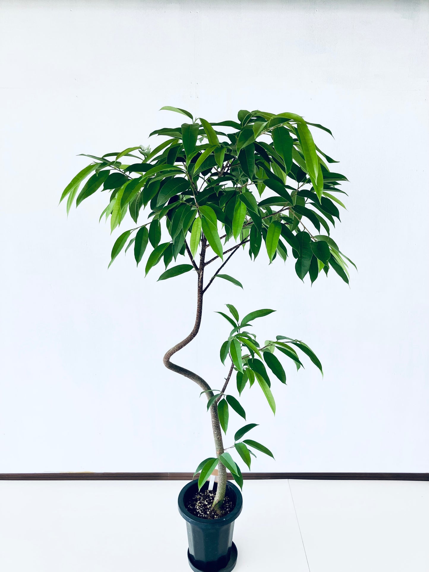 現品商品＠2 アムステルダム 8号（高さ：165cm、幅：90cm）