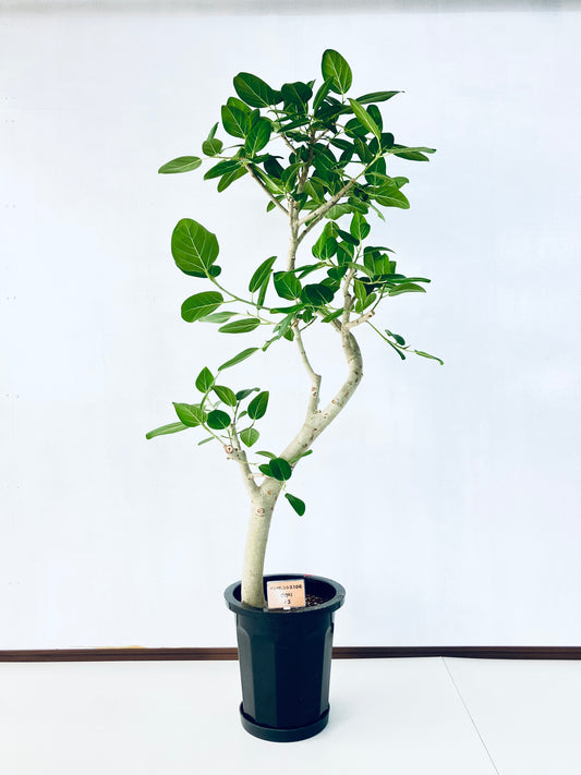 現品商品@3 ベンガレンシス 10号（高さ：170cm、幅：80cm）