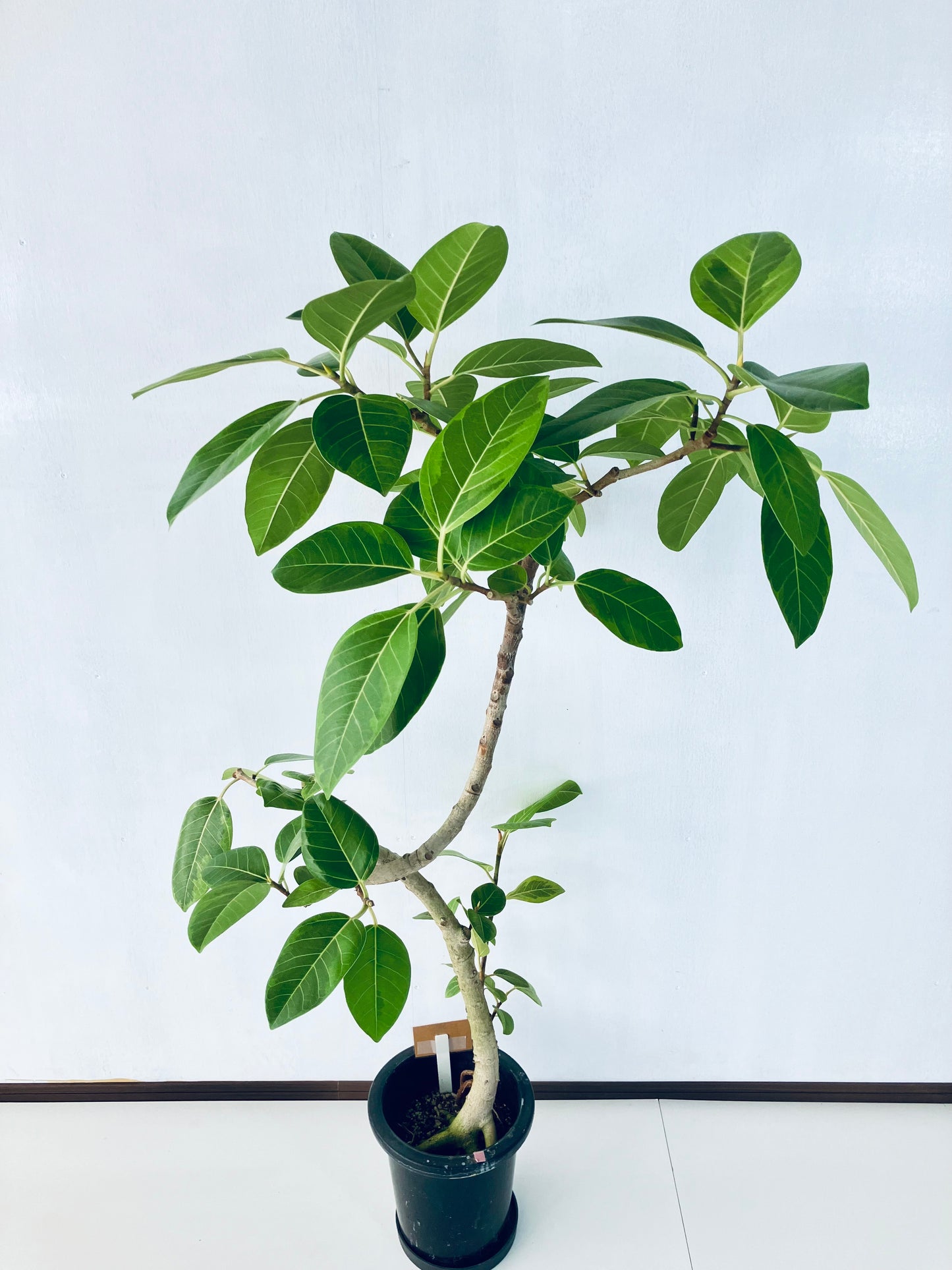 現品商品＠4 アルテシマ 8号 曲がり（高さ：146cm、幅：85cm）