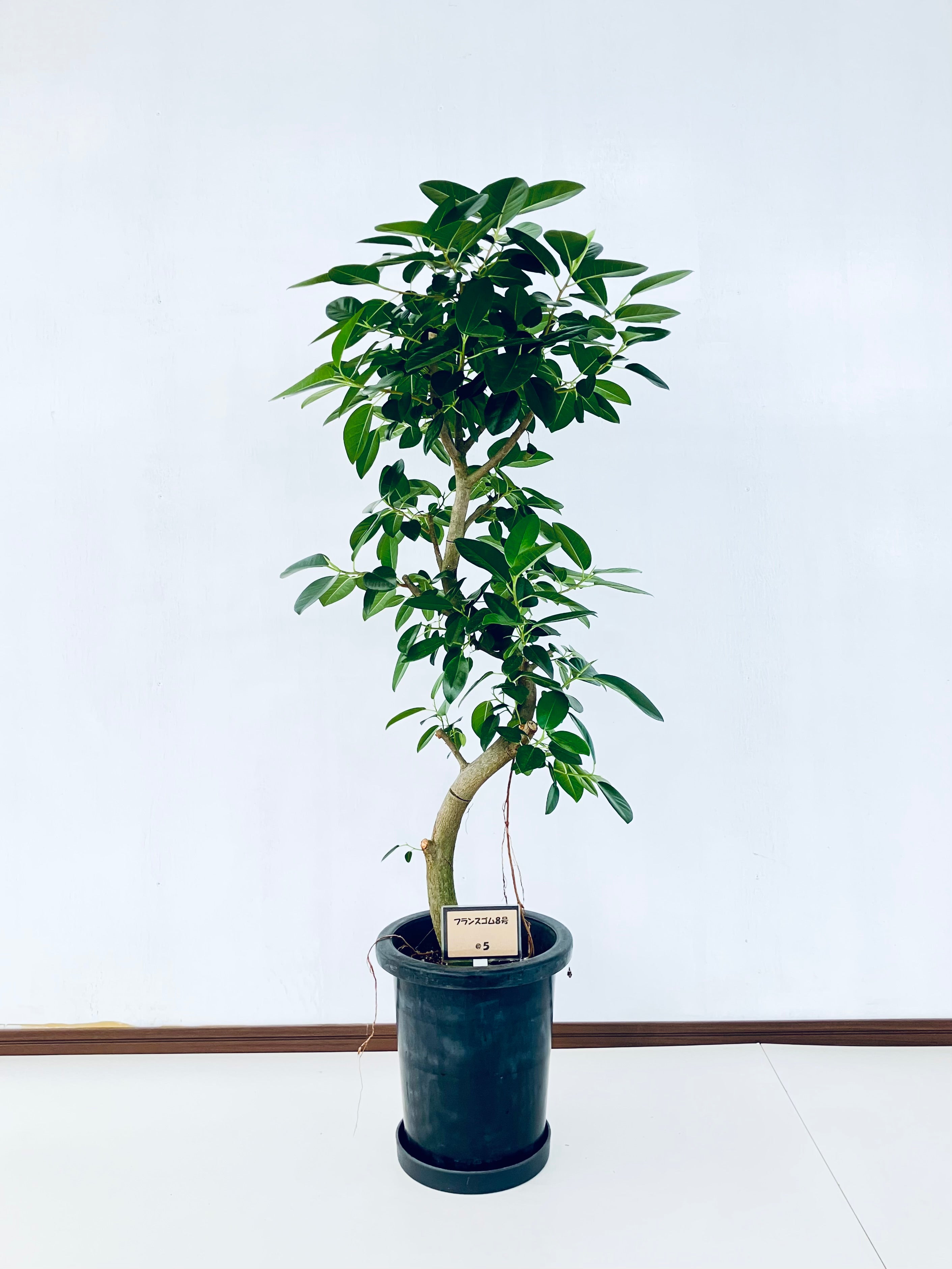 フランスゴム　リビングサイズ　高さ125cm 8号 フィカス・フランスゴム8号の現品商品 | 観葉植物通販AONOKI（あおのき）