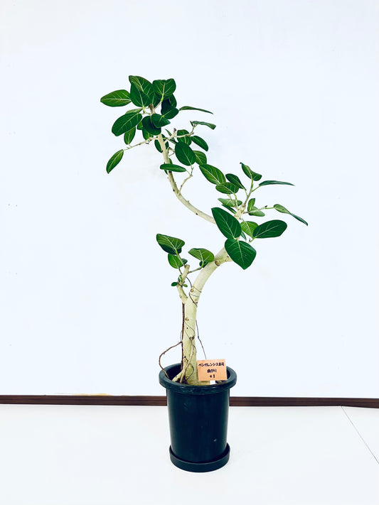 現品商品＠1 ベンガレンシス 8号（高さ：127cm、幅：68cm）