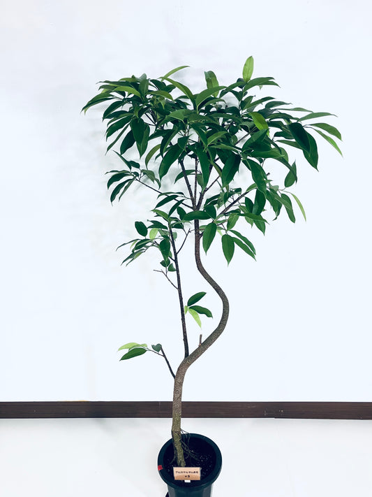 現品商品＠5 アムステルダム 8号（高さ：163cm、幅：90cm）