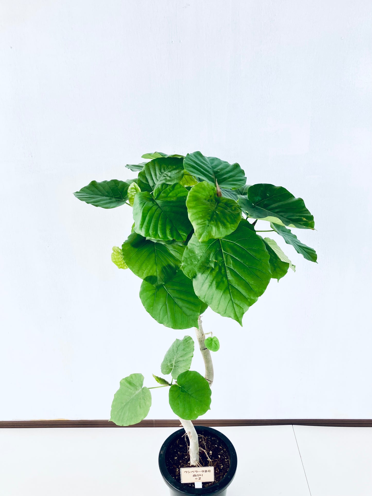 現品商品＠2 ウンベラータ8号（高さ：124cm、幅：69cm）