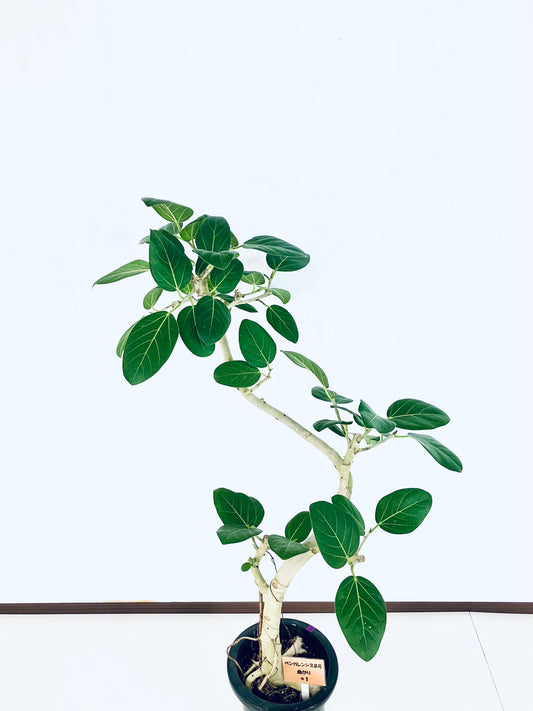 現品商品＠1 ベンガレンシス 8号（高さ：127cm、幅：68cm）