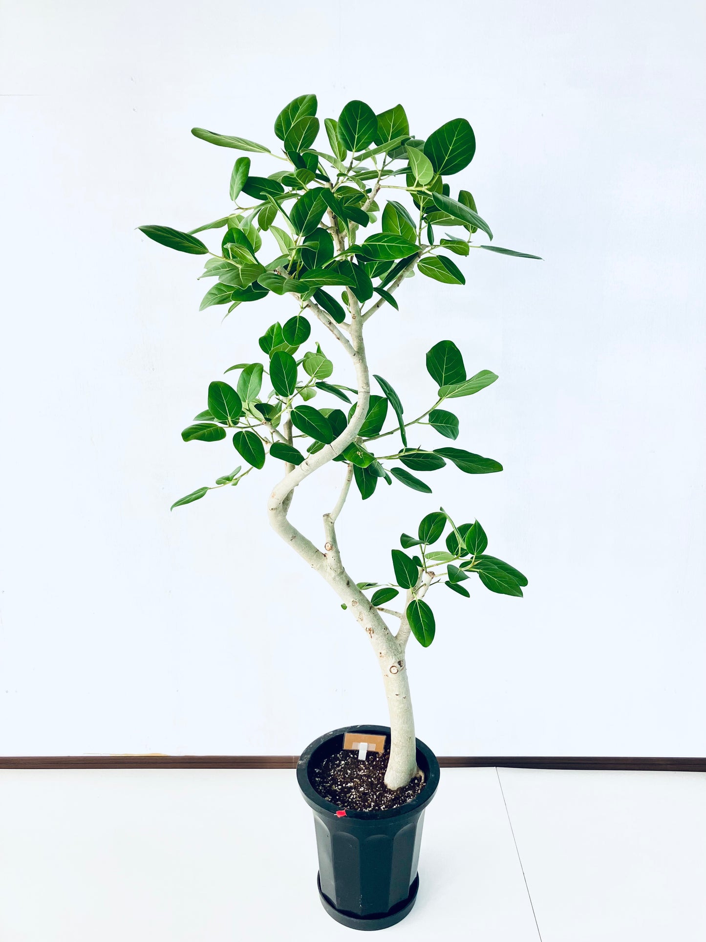 現品商品@3 ベンガレンシス 10号（高さ：170cm、幅：80cm）