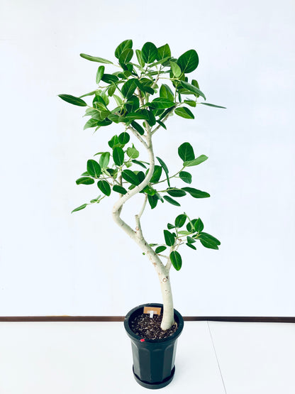 現品商品@3 ベンガレンシス 10号（高さ：170cm、幅：80cm）