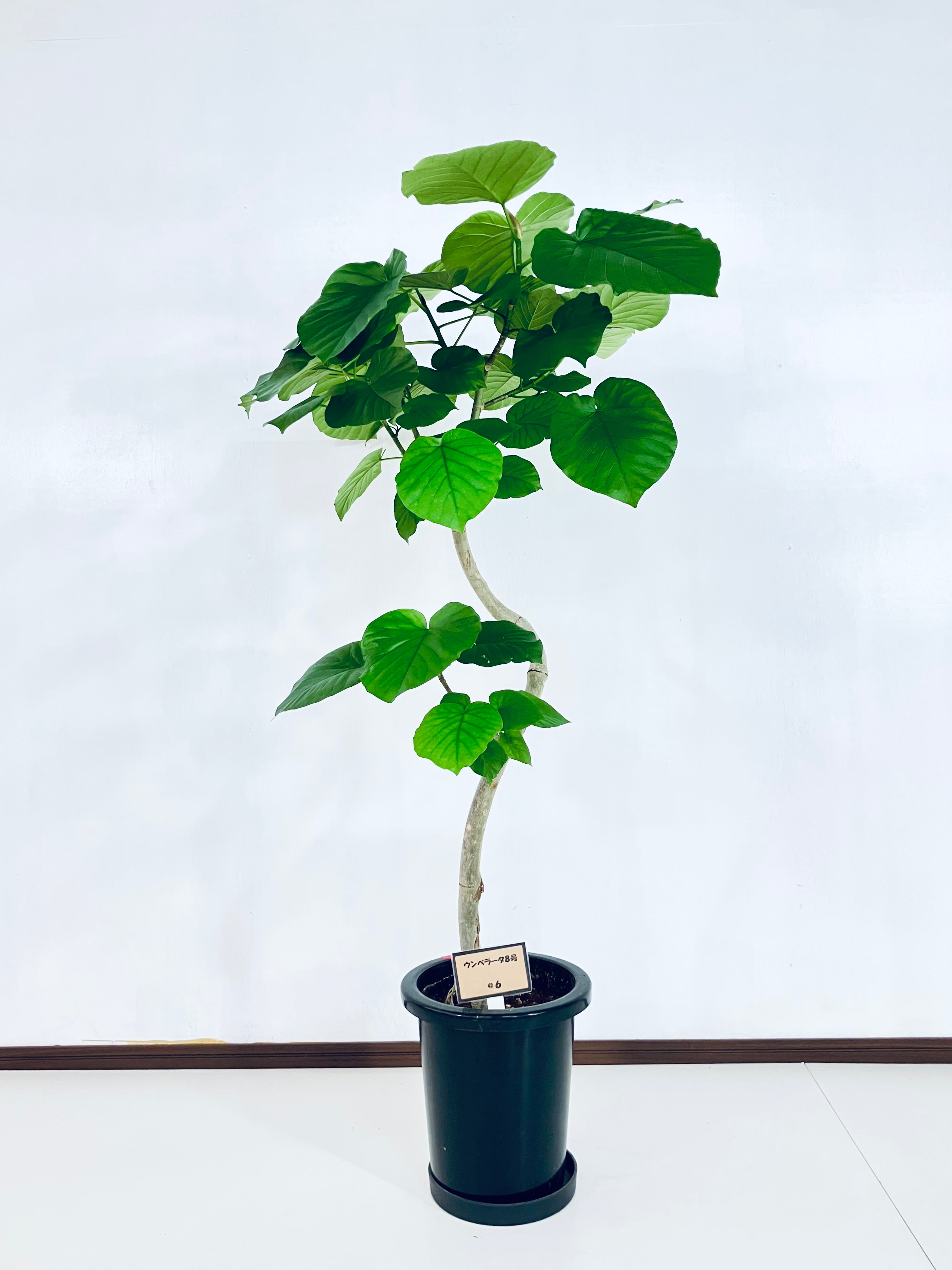 10,001円〜20,000円 – AONOKI