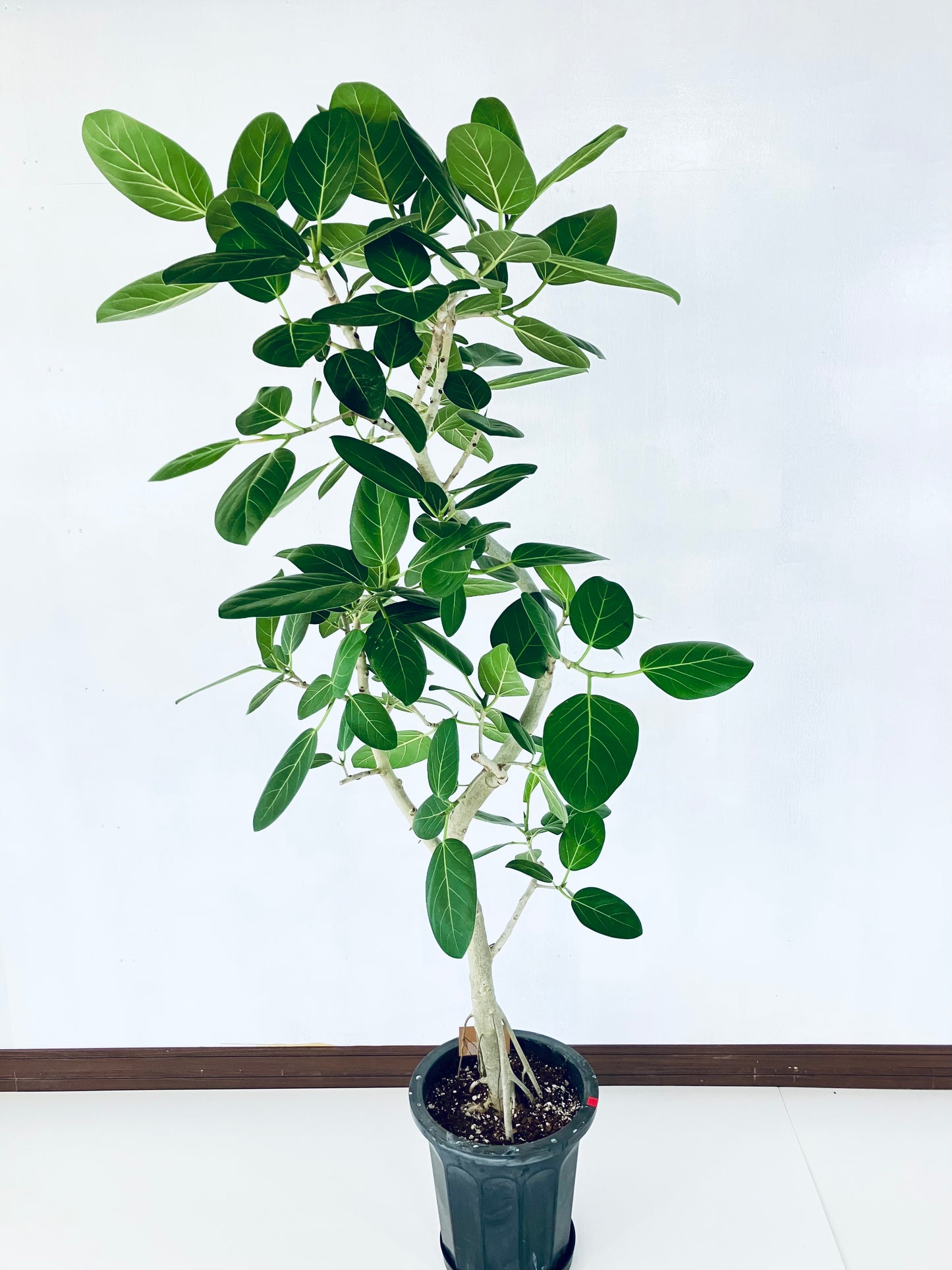 現品商品@1 ベンガレンシス 10号（高さ：185cm、幅：85cm）