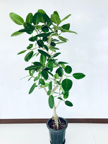 現品商品@1 ベンガレンシス 10号（高さ：185cm、幅：85cm）