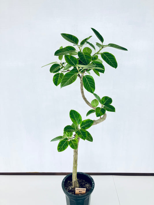 現品商品@5 アルテシマ 10号（高さ：167cm 幅：68cm）