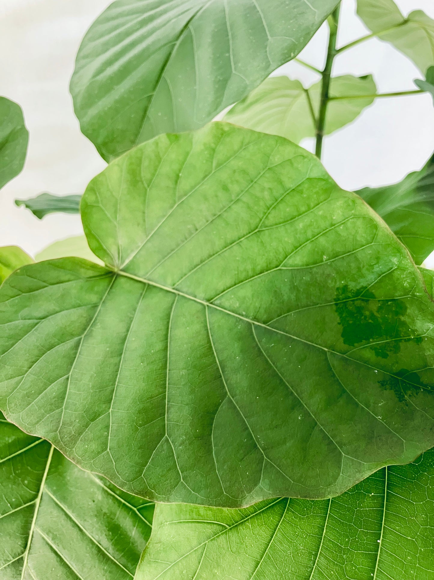 現品商品＠1 ウンベラータ 8号（高さ：142m、幅：80cm）