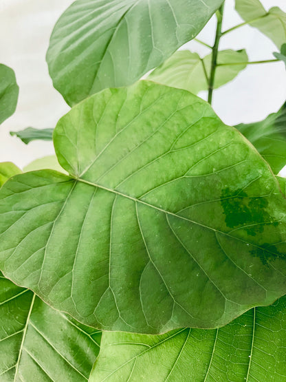 現品商品＠1 ウンベラータ 8号（高さ：142m、幅：80cm）