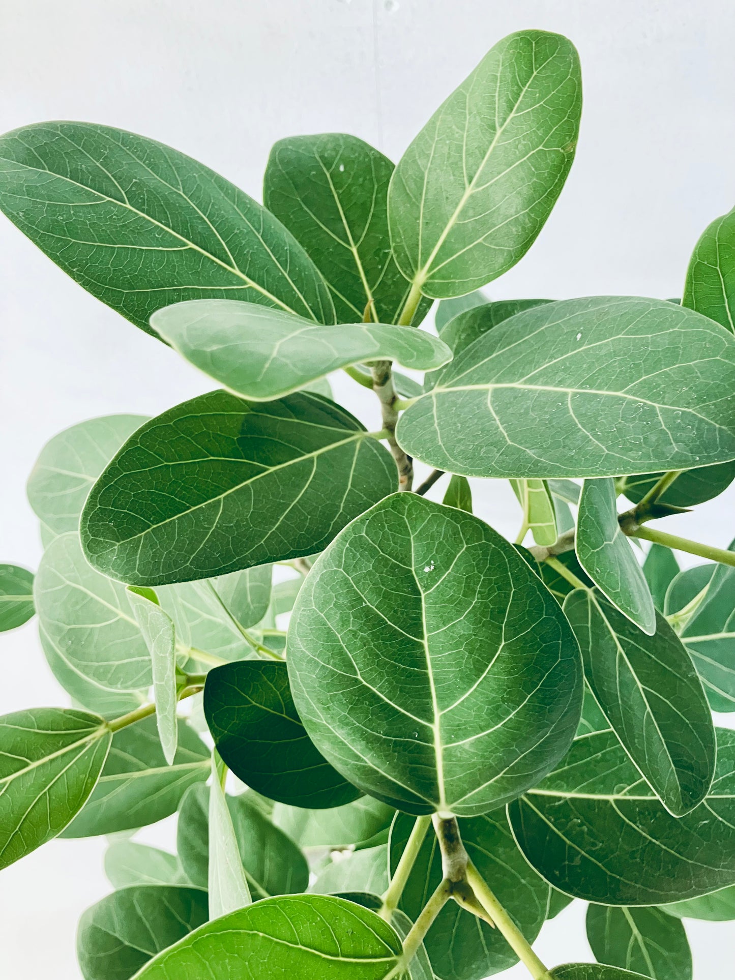 現品商品＠5 ベンガレンシス 8号（高さ：134cm、幅：90cm）