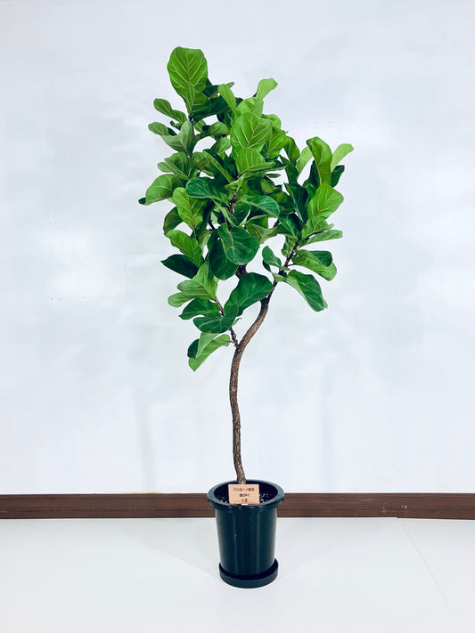 現品商品＠2 バンビーノ 8号（高さ：169cm、幅：74cm）