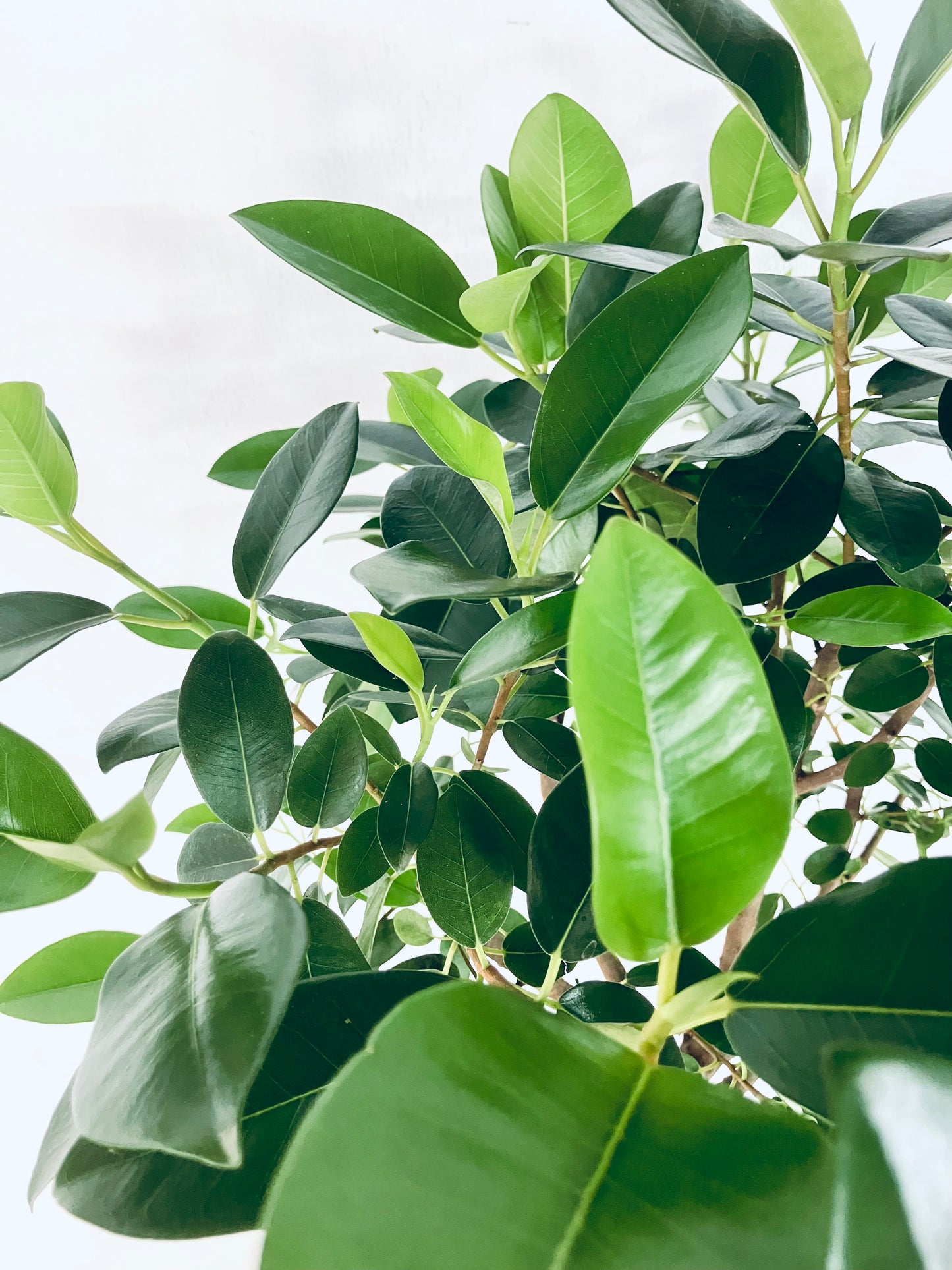 現品商品＠3 フランスゴム 10号（高さ：171cm、幅：80cm）