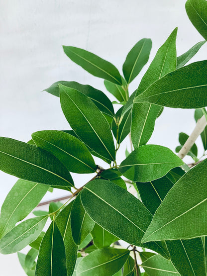 現品商品＠5 アマゾンオリーブ 8号（高さ：150cm、幅：70cm）