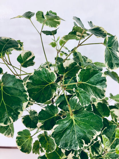 現品商品@2 ポリシャス・マルギナータ 8号（高さ：137cm、幅：80cm）