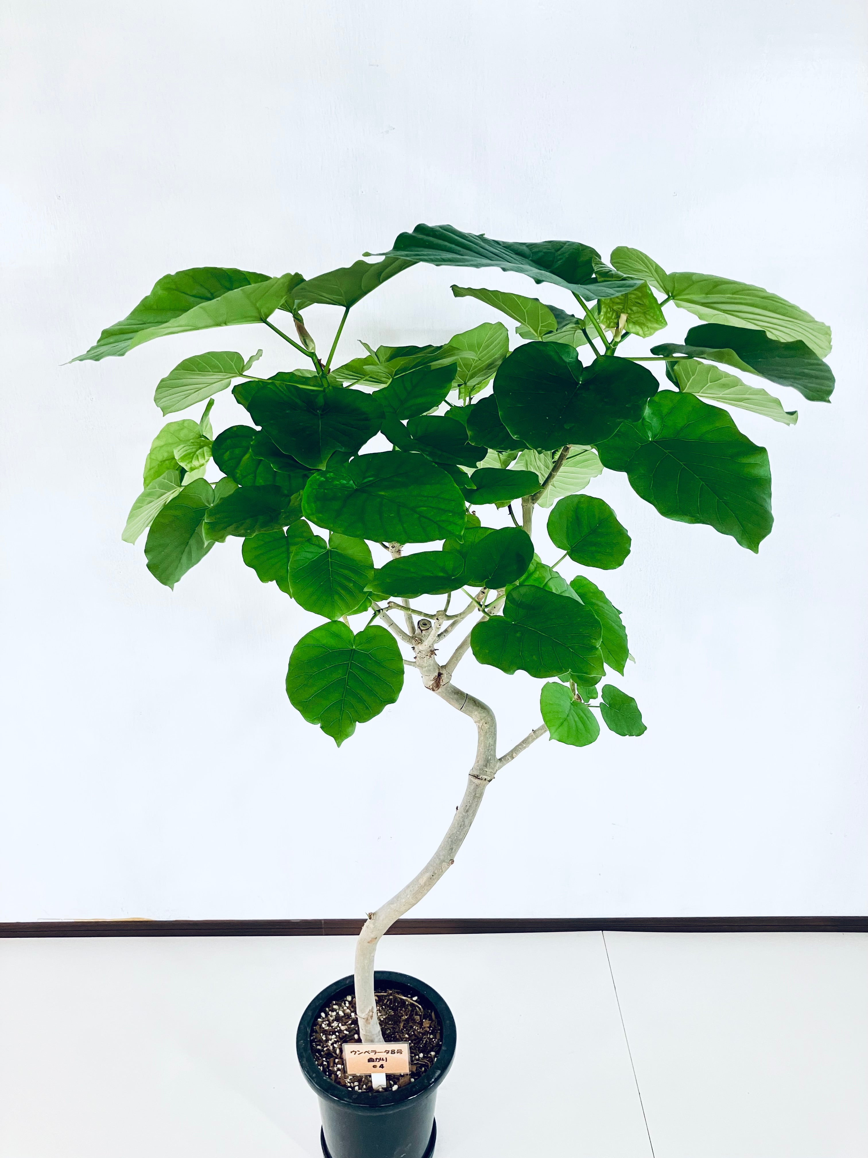 ウンベラータの現品商品 | 観葉植物の通販はAONOKI（あおのき）