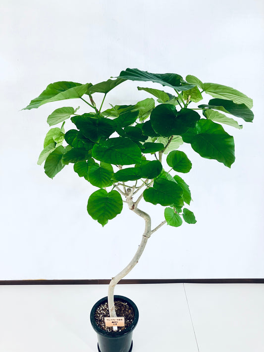 現品商品＠4 ウンベラータ 8号（高さ：153cm、幅：83cm）
