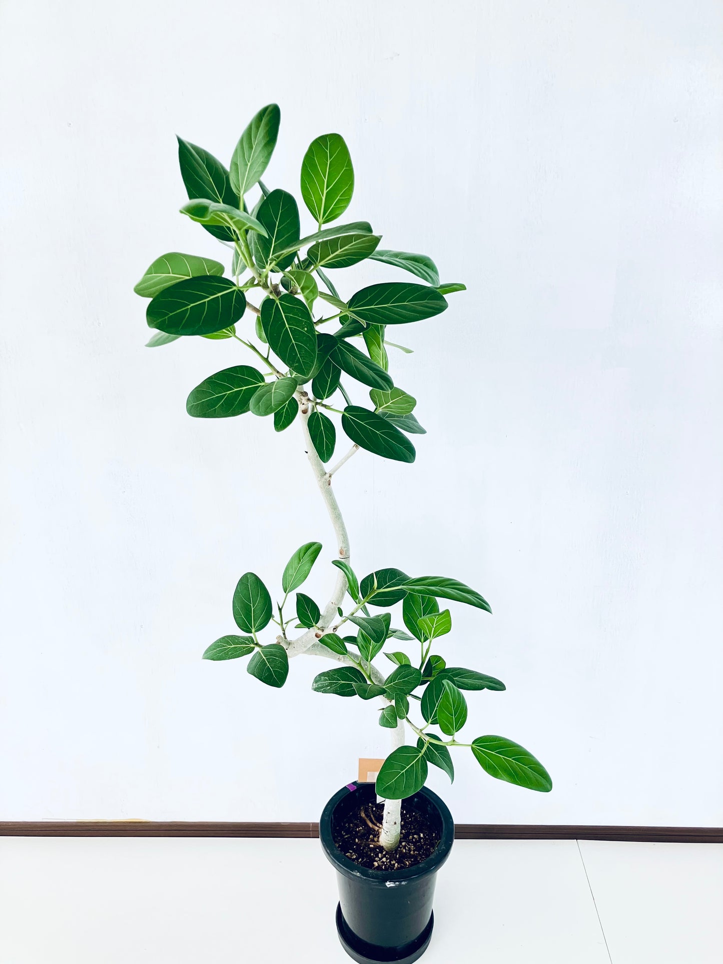 現品商品＠3 ベンガレンシス 8号（高さ：147cm、幅：63cm）