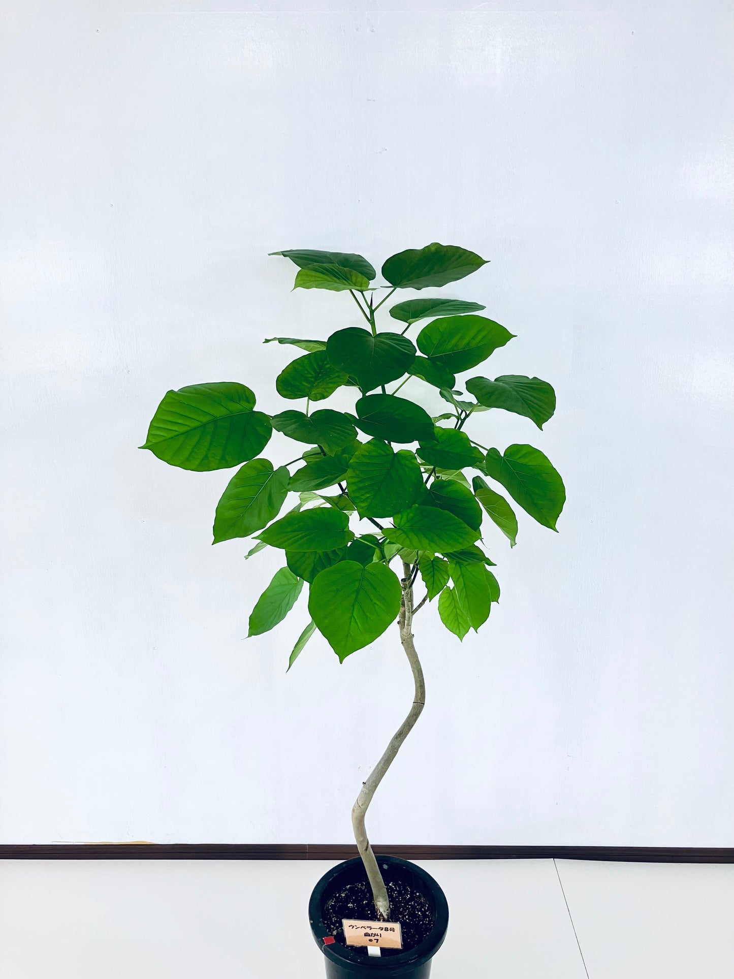 現品商品＠7 ウンベラータ 8号 曲がりМ（高さ：135cm、幅：76cm）