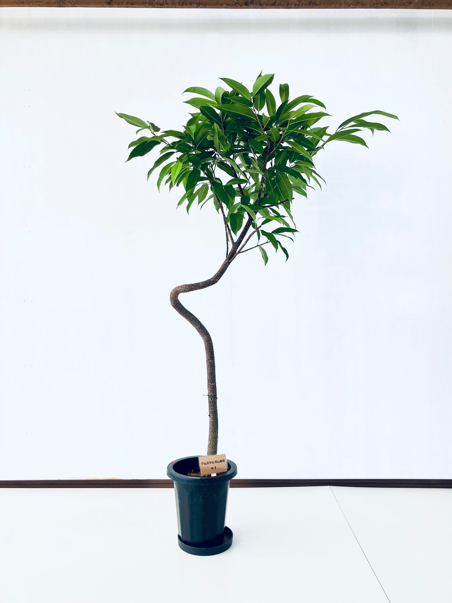 現品商品＠1 アムステルダム 8号（高さ：165cm、幅：98cm）