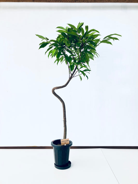 現品商品＠1 アムステルダム 8号（高さ：165cm、幅：98cm）