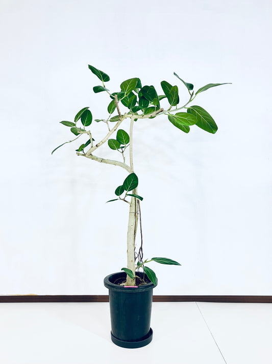 【Unique Form】ベンガレンシス 8号（高さ：130cm、幅：90cm）#6