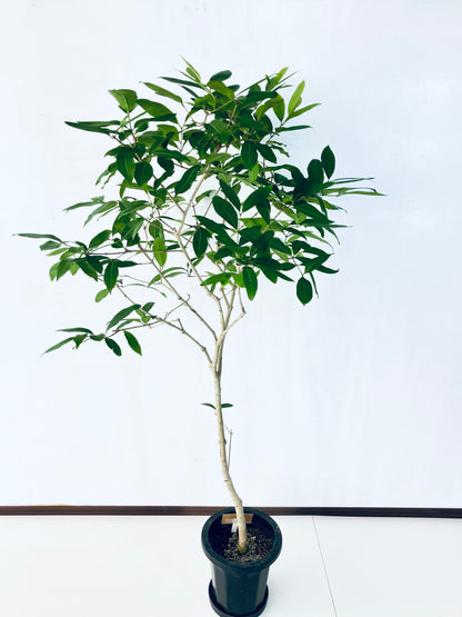 現品商品＠2 アマゾンオリーブ 8号（高さ：158cm、幅：85cm）