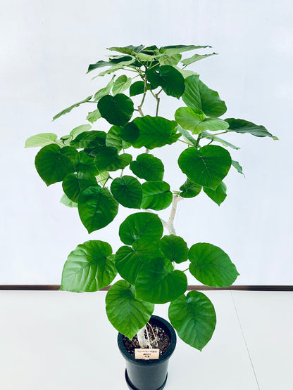 現品商品＠3 ウンベラータ 8号（高さ：138cm、幅：100cm）