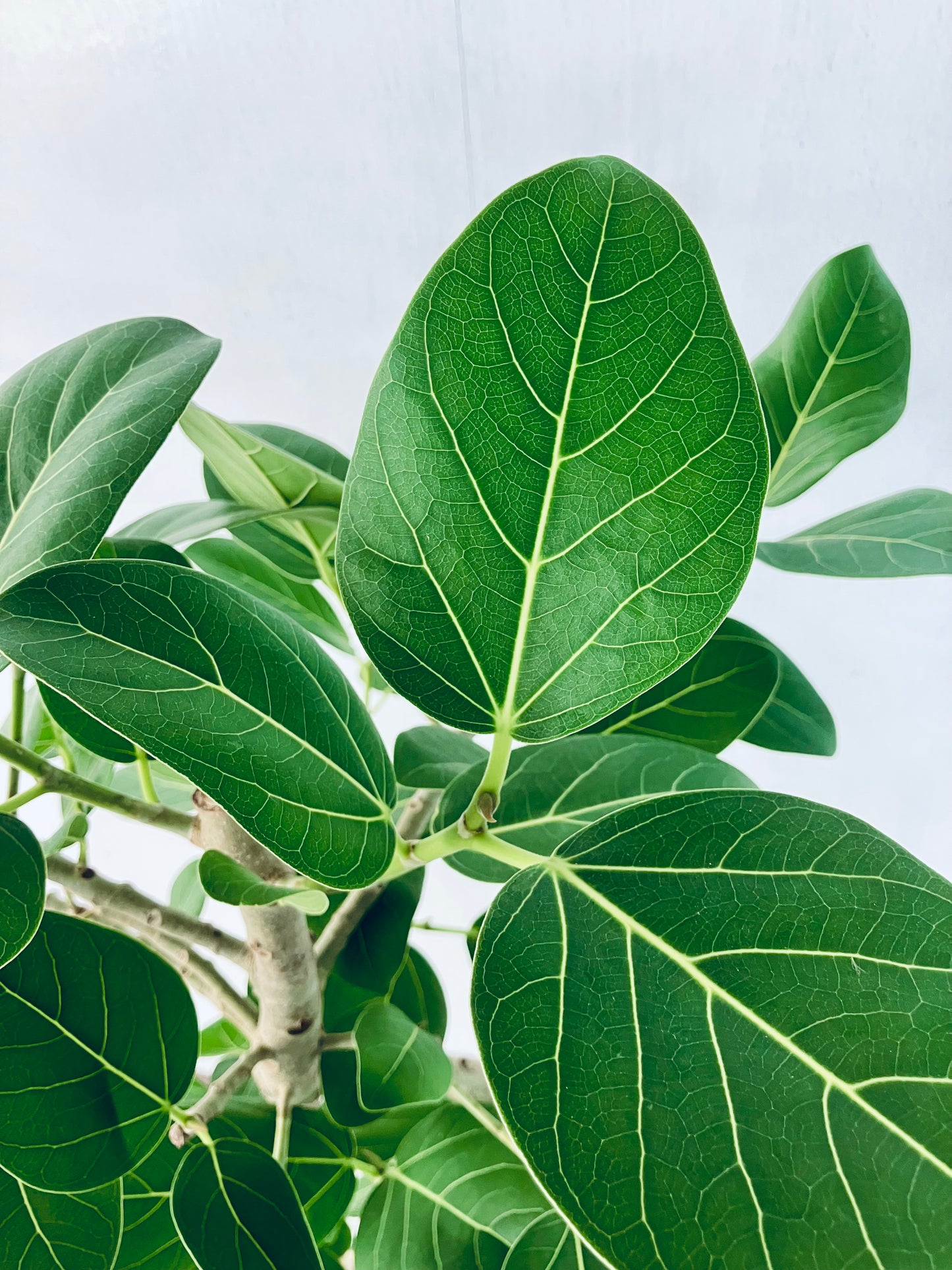 現品商品＠1 ベンガレンシス 8号（高さ：142cm、幅：63cm）