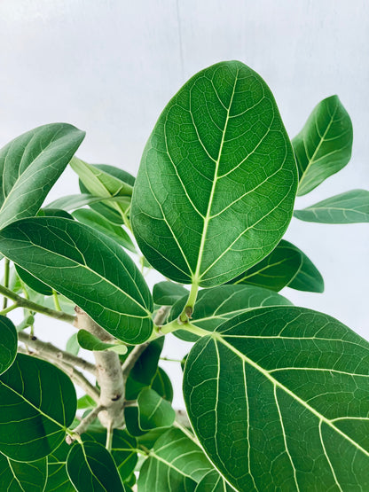 現品商品＠1 ベンガレンシス 8号（高さ：142cm、幅：63cm）