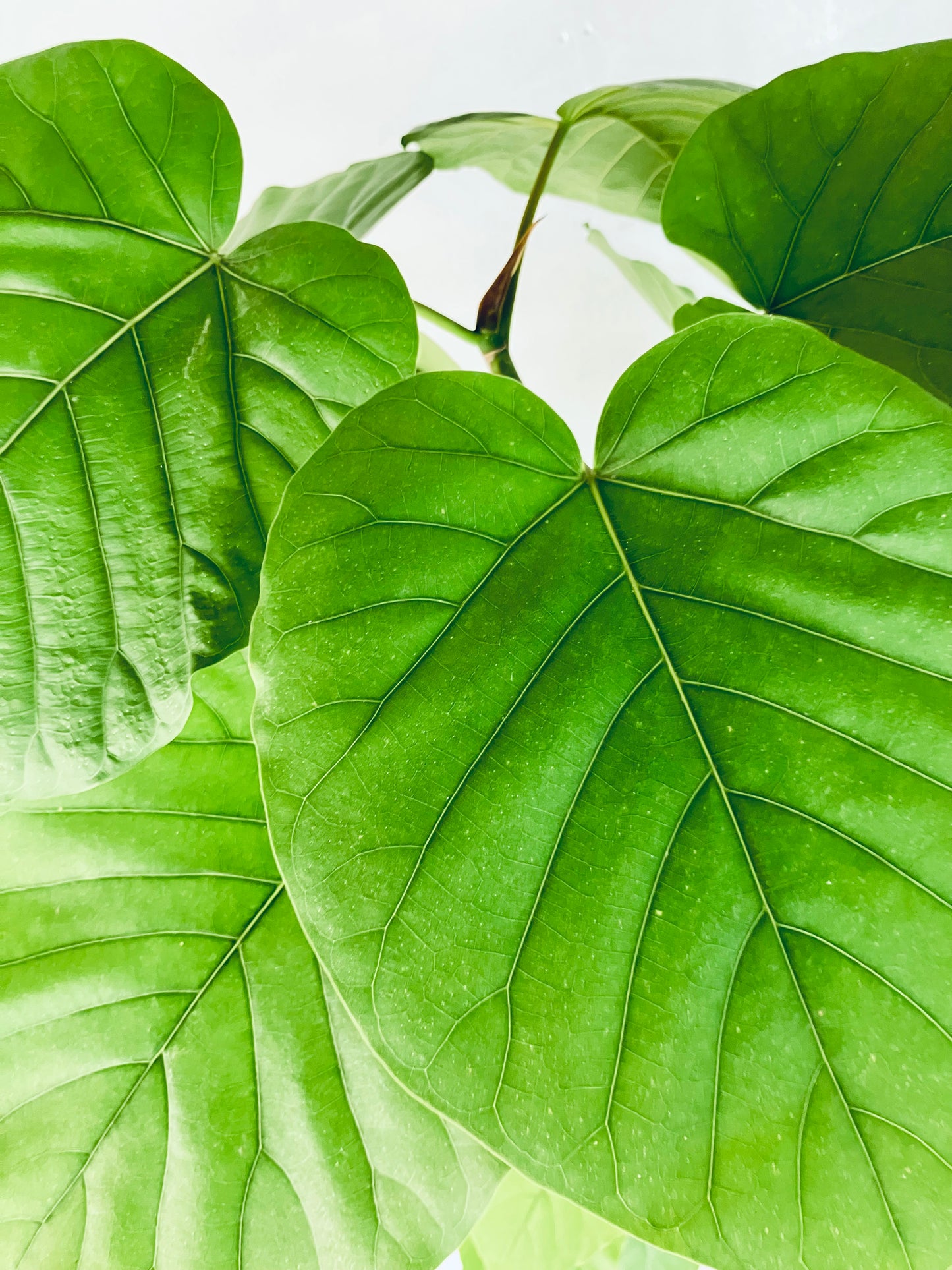 現品商品＠3 ウンベラータ 10号 曲がり（高さ：180cm、幅：105cm）