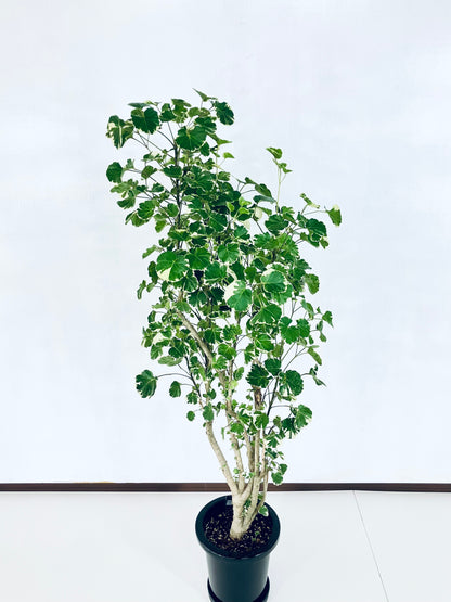 現品商品@2 ポリシャス・マルギナータ 8号（高さ：137cm、幅：80cm）