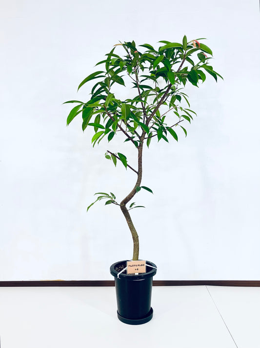 現品商品＠4 アムステルダム 8号（高さ：149cm、幅：77cm）