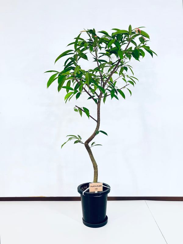 現品商品＠4 アムステルダム 8号（高さ：149cm、幅：77cm）