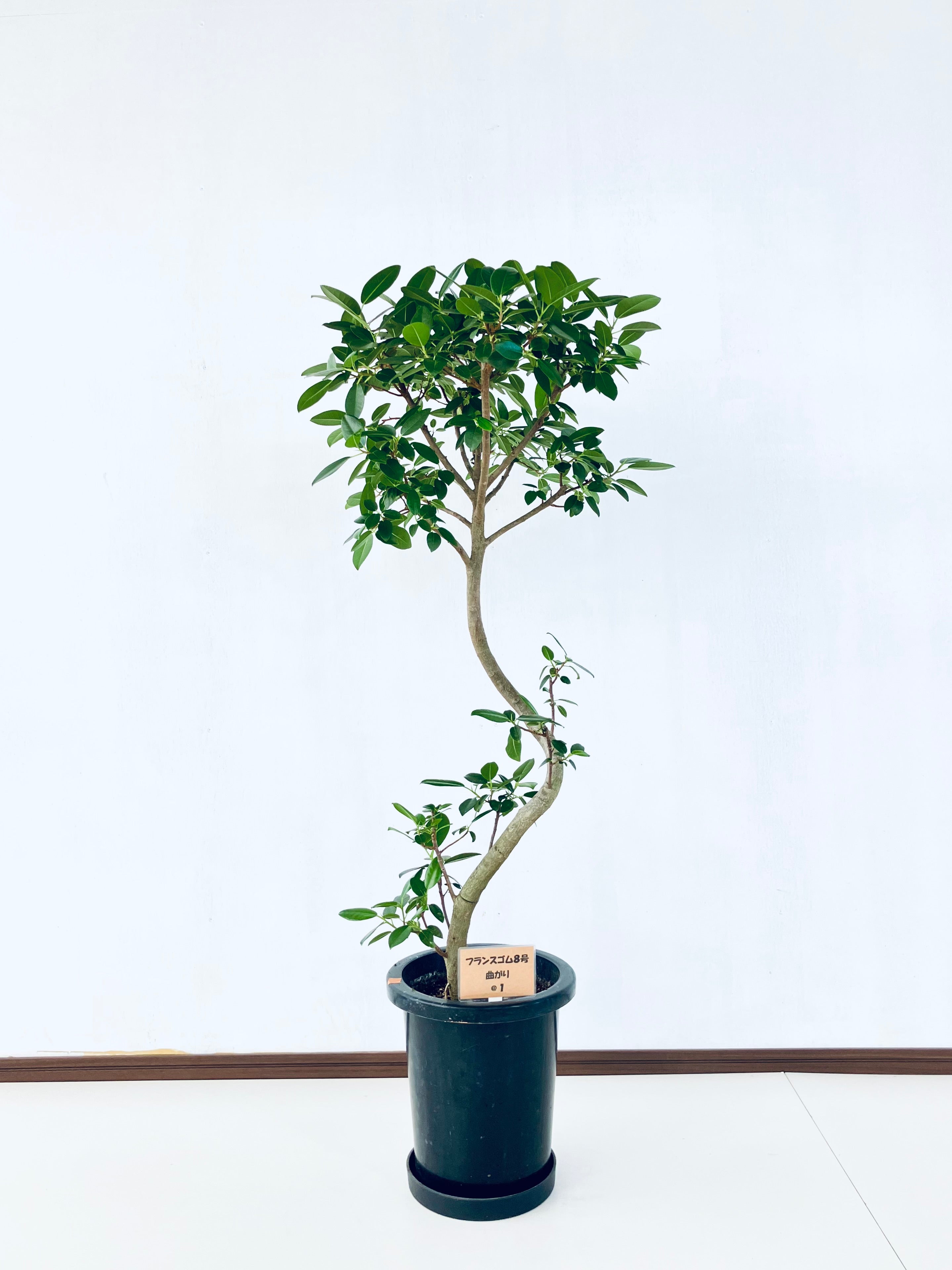 フランスゴム　リビングサイズ　高さ125cm 8号 フィカス・フランスゴム 8号の通販 | 観葉植物通販AONOKI（あおのき）