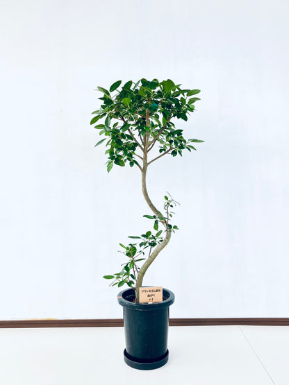 現品商品@1 フランスゴム 8号（高さ：118cm、幅：55cm）