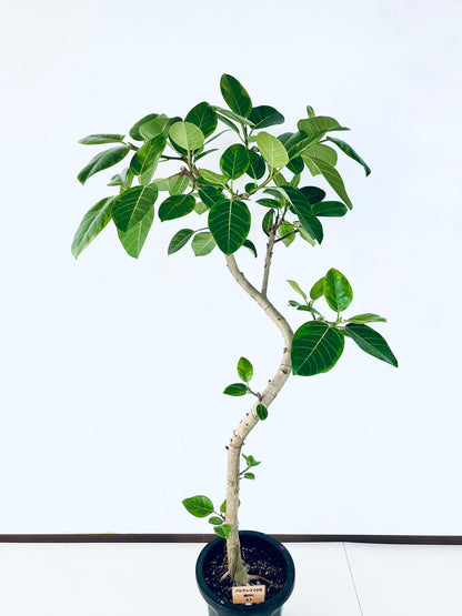 現品商品@1 アルテシマ 10号（高さ：175cm 幅：80cm）