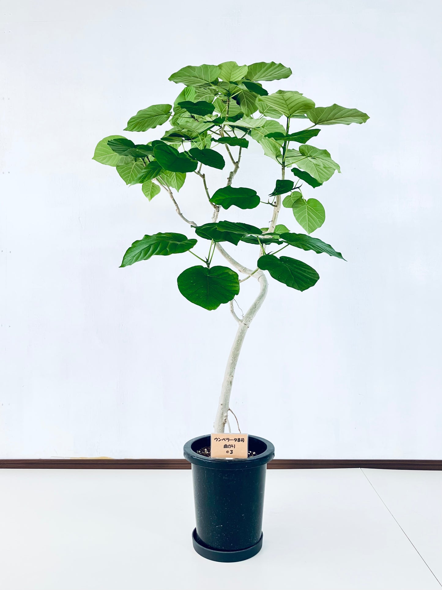 現品商品＠3 ウンベラータ 8号（高さ：138cm、幅：100cm）